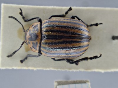 BE-RBINS-ENT Polygramma undecimlineata K33_Leptinotarsa_l-z_094 Dorsal.jpg BE-RBINS-ENT Polygramma undecimlineata K33_Leptinotarsa_l-z_094 Dorsal.jpg