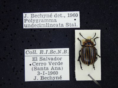 BE-RBINS-ENT Polygramma undecimlineata K33_Leptinotarsa_l-z_094 Label.JPG BE-RBINS-ENT Polygramma undecimlineata K33_Leptinotarsa_l-z_094 Label.JPG