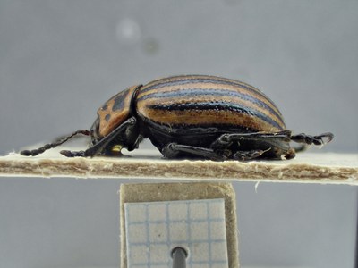 BE-RBINS-ENT Polygramma undecimlineata K33_Leptinotarsa_l-z_094 Lateral.jpg BE-RBINS-ENT Polygramma undecimlineata K33_Leptinotarsa_l-z_094 Lateral.jpg