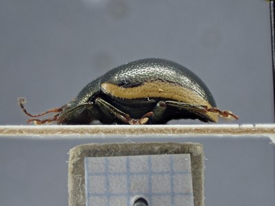BE-RBINS-ENT Zygogramma championi K33_Zygogramma_a-i_033 Lateral.jpg BE-RBINS-ENT Zygogramma championi K33_Zygogramma_a-i_033 Lateral.jpg