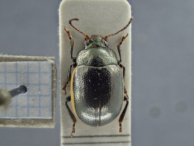 BE-RBINS-ENT Zygogramma championi K33_Zygogramma_a-i_033 Dorsal.jpg BE-RBINS-ENT Zygogramma championi K33_Zygogramma_a-i_033 Dorsal.jpg