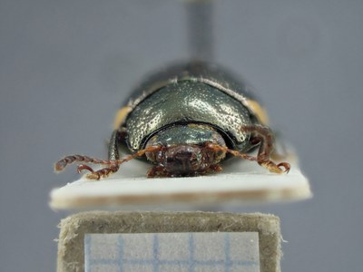 BE-RBINS-ENT Zygogramma championi K33_Zygogramma_a-i_033 Frontal.jpg BE-RBINS-ENT Zygogramma championi K33_Zygogramma_a-i_033 Frontal.jpg