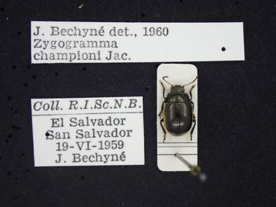 BE-RBINS-ENT Zygogramma championi K33_Zygogramma_a-i_033 Label.JPG BE-RBINS-ENT Zygogramma championi K33_Zygogramma_a-i_033 Label.JPG