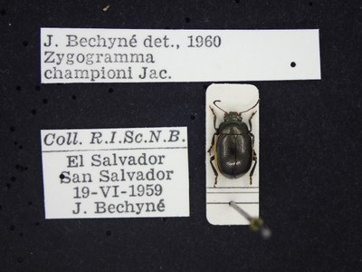 BE-RBINS-ENT Zygogramma championi K33_Zygogramma_a-i_033 Label.JPG