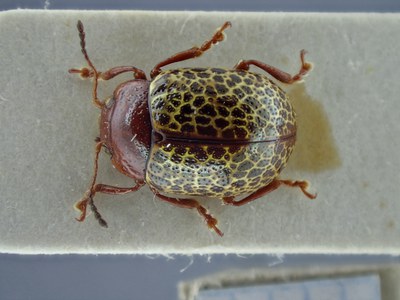 BE-RBINS-ENT Zygogramma guttulosa K33_Zygogramma_a-i_106 Dorsal.jpg BE-RBINS-ENT Zygogramma guttulosa K33_Zygogramma_a-i_106 Dorsal.jpg