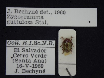 BE-RBINS-ENT Zygogramma guttulosa K33_Zygogramma_a-i_106 Label.JPG BE-RBINS-ENT Zygogramma guttulosa K33_Zygogramma_a-i_106 Label.JPG