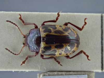 BE-RBINS-ENT Zygogramma piceicollis K33_Zygogramma_k-r_097 Dorsal.jpg BE-RBINS-ENT Zygogramma piceicollis K33_Zygogramma_k-r_097 Dorsal.jpg