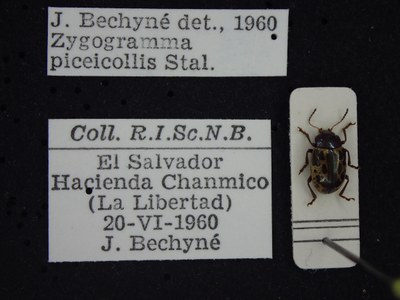 BE-RBINS-ENT Zygogramma piceicollis K33_Zygogrammak-r_097 Label.JPG BE-RBINS-ENT Zygogramma piceicollis K33_Zygogrammak-r_097 Label.JPG