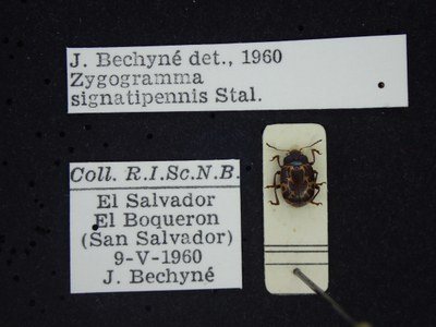 BE-RBINS-ENT Zygogramma signatipennis k33_zygogramma_s-v_012 Label.JPG BE-RBINS-ENT Zygogramma signatipennis k33_zygogramma_s-v_012 Label.JPG