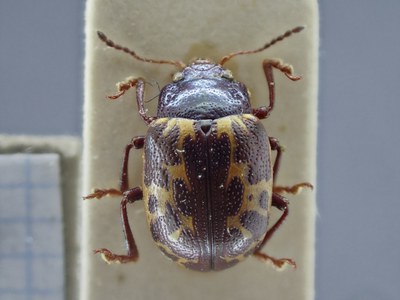 BE-RBINS-ENT Zygogramma signatipennis k33_zygogramma_s-v_012 Dorsal.jpg BE-RBINS-ENT Zygogramma signatipennis k33_zygogramma_s-v_012 Dorsal.jpg