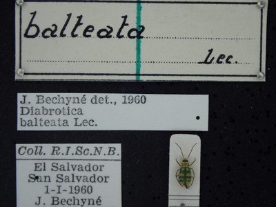 BE-RBINS-ENT Diabrotica balteata  K34_D23_047 Label.JPG