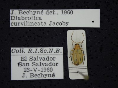 BE-RBINS-ENT Diabrotica curvilineata K34_D25_075 Label.JPG