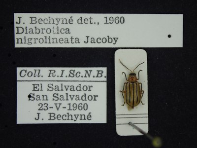 BE-RBINS-ENT Diabrotica nigrolineata K34_D29_047 Label.JPG