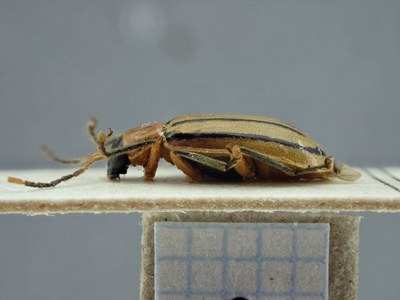 BE-RBINS-ENT Diabrotica nigrolineata K34_D29_047 Lateral.jpg BE-RBINS-ENT Diabrotica nigrolineata K34_D29_047 Lateral.jpg