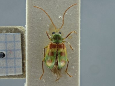 BE-RBINS-ENT Diabrotica viridula ENT-K34_D34_028 Dorsal.jpg BE-RBINS-ENT Diabrotica viridula ENT-K34_D34_028 Dorsal.jpg
