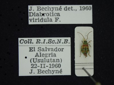 BE-RBINS-ENT Diabrotica viridula ENT-K34_D34_028 Label.JPG