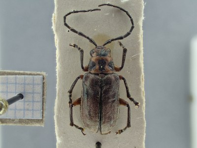 BE-RBINS-ENT Coraia maculicollis K34_D36_059; UUID is cbcd3971-0283-41e8-919b-35d095b8fada Dorsal.jpg BE-RBINS-ENT Coraia maculicollis K34_D36_059; UUID is cbcd3971-0283-41e8-919b-35d095b8fada Dorsal.jpg