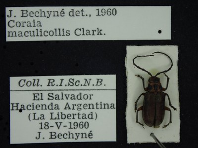 BE-RBINS-ENT Coraia maculicollis K34_D36_059; UUID is cbcd3971-0283-41e8-919b-35d095b8fada Label.JPG BE-RBINS-ENT Coraia maculicollis K34_D36_059; UUID is cbcd3971-0283-41e8-919b-35d095b8fada Label.JPG