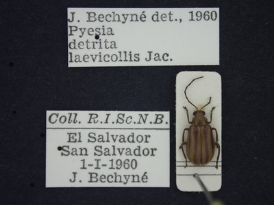 BE-RBINS-ENT Pyesia detrita laevicollis K36_D02_010 Label.JPG BE-RBINS-ENT Pyesia detrita laevicollis K36_D02_010 Label.JPG