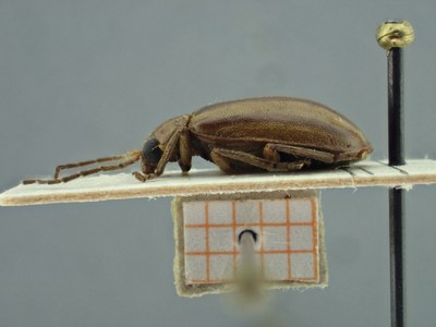 BE-RBINS-ENT Pyesia detrita laevicollis K36_D02_016 Lateral.jpg BE-RBINS-ENT Pyesia detrita laevicollis K36_D02_016 Lateral.jpg