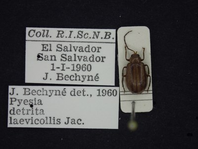 BE-RBINS-ENT Pyesia detrita laevicollis K36_D02_020 Label.JPG BE-RBINS-ENT Pyesia detrita laevicollis K36_D02_020 Label.JPG