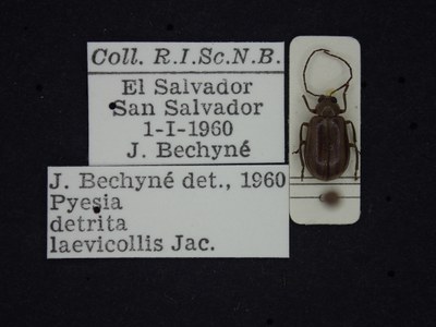 BE-RBINS-ENT Pyesia detrita laevicollis K36_D02_021 Label.JPG BE-RBINS-ENT Pyesia detrita laevicollis K36_D02_021 Label.JPG