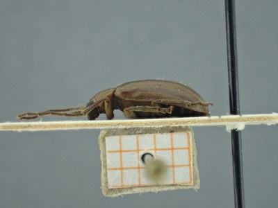 BE-RBINS-ENT Pyesia detrita laevicollis K36_D02_021 Lateral.jpg BE-RBINS-ENT Pyesia detrita laevicollis K36_D02_021 Lateral.jpg