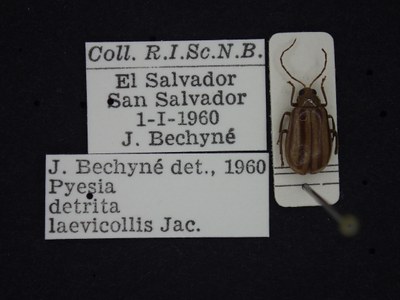 BE-RBINS-ENT Pyesia detrita laevicollis K36_D02_022 Label.JPG BE-RBINS-ENT Pyesia detrita laevicollis K36_D02_022 Label.JPG
