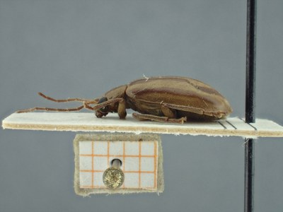BE-RBINS-ENT Pyesia detrita laevicollis K36_D02_022 Lateral.jpg BE-RBINS-ENT Pyesia detrita laevicollis K36_D02_022 Lateral.jpg