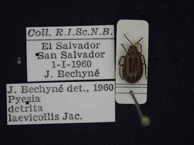BE-RBINS-ENT Pyesia detrita laevicollis K36_D02_023 Label.JPG BE-RBINS-ENT Pyesia detrita laevicollis K36_D02_023 Label.JPG