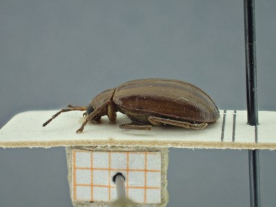 BE-RBINS-ENT Pyesia detrita laevicollis K36_D02_023 Lateral.jpg BE-RBINS-ENT Pyesia detrita laevicollis K36_D02_023 Lateral.jpg