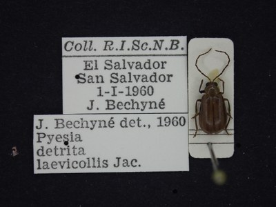 BE-RBINS-ENT Pyesia detrita laevicollis K36_D02_024 Label.JPG BE-RBINS-ENT Pyesia detrita laevicollis K36_D02_024 Label.JPG