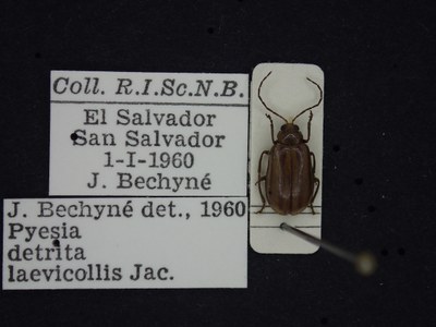 BE-RBINS-ENT Pyesia detrita laevicollis K36_D02_025 Label.JPG BE-RBINS-ENT Pyesia detrita laevicollis K36_D02_025 Label.JPG