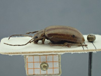 BE-RBINS-ENT Pyesia detrita laevicollis K36_D02_025 Lateral.jpg BE-RBINS-ENT Pyesia detrita laevicollis K36_D02_025 Lateral.jpg