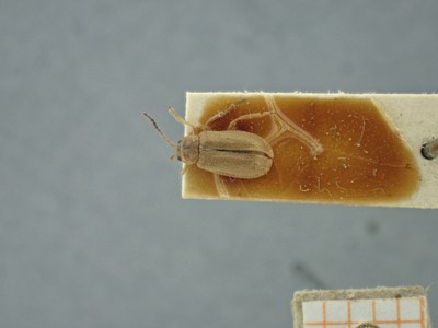 BE-RBINS-ENT Galerucella lineola K36_D02_027 Dorsal.jpg