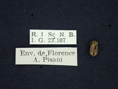 BE-RBINS-ENT Galerucella lineola K36_D02_031 Label.JPG