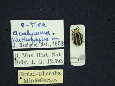 BE-RBINS-ENT Acalymma xanthographum K36_D02_034 Label.JPG