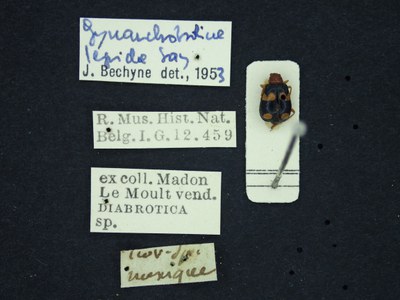 BE-RBINS-ENT Gynandrobrotica gestroi K36_D02_036 Label.JPG