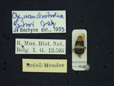 BE-RBINS-ENT Gynandrobrotica gestroi K36_D02_038 Label.JPG