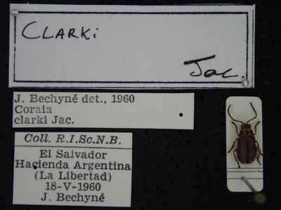 BE-RBINS-ENT Coraia clarki K36_D165_060 Label.JPG