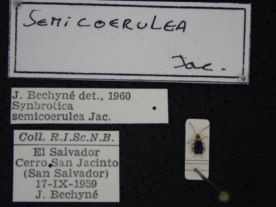 BE-RBINS-ENT Synbrotica semicoerulea K36_D165_174 Label.JPG