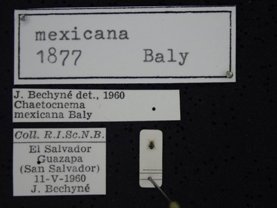 BE-RBINS-ENT Chaetocnema mexicana K38_Chaetocnema-con-mex-086 Label.JPG