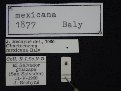 BE-RBINS-ENT Chaetocnema mexicana K38_Chaetocnema-con-mex-086 Label.JPG BE-RBINS-ENT Chaetocnema mexicana K38_Chaetocnema-con-mex-086 Label.JPG