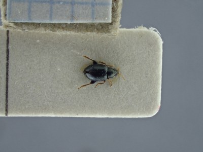 BE-RBINS-ENT Chaetocnema mexicana K38_Chaetocnema-mex-pica-001 Dorsal.jpg BE-RBINS-ENT Chaetocnema mexicana K38_Chaetocnema-mex-pica-001 Dorsal.jpg