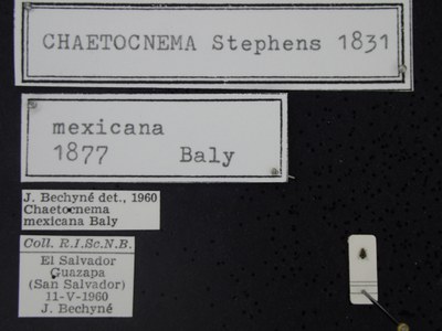 BE-RBINS-ENT Chaetocnema mexicana K38_Chaetocnema-mex-pica-001 Label.JPG BE-RBINS-ENT Chaetocnema mexicana K38_Chaetocnema-mex-pica-001 Label.JPG
