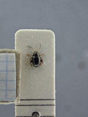 BE-RBINS-ENT Chaetocnema picacha K38_Chaetocnemamex-pica_010 Dorsal.jpg BE-RBINS-ENT Chaetocnema picacha K38_Chaetocnemamex-pica_010 Dorsal.jpg