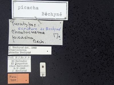 BE-RBINS-ENT Chaetocnema picacha K38_Chaetocnemamex-pica_010 Label.JPG BE-RBINS-ENT Chaetocnema picacha K38_Chaetocnemamex-pica_010 Label.JPG