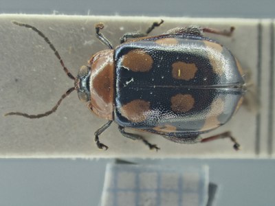 BE-RBINS-ENT Alagoasa bipunctata K39_D01_021 Dorsal.jpg