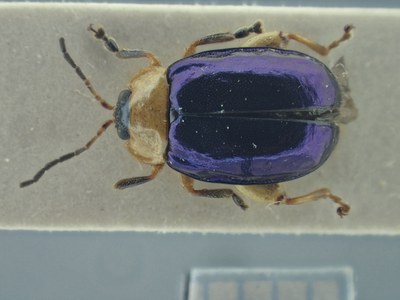 BE-RBINS-ENT Alagoasa ceracollis K39_D01_040 Dorsal.jpg