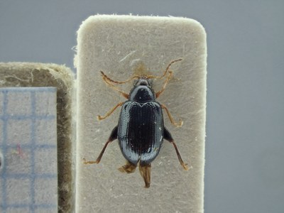 BE-RBINS-ENT Cyrsylus recticollis K39_D03_054 Dorsal.jpg